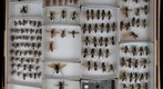 Sphecidae 17