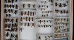 Sphecidae Receiving 1