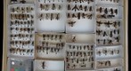 Sphecidae 16