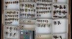 Sphecidae 15