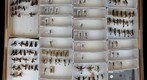 Sphecidae 14