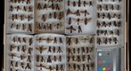 Sphecidae 18