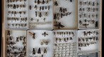 Sphecidae Receiving 6