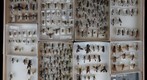 Sphecidae Receiving 7