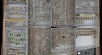 Cicadellidae 163