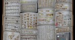 Cicadellidae Receiving 17