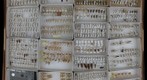 Cicadellidae Receiving 14
