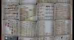 Cicadellidae Receiving 16
