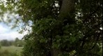 Tree on a fencerow