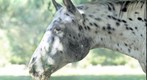 Pongo