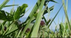 Grass