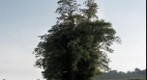 Tree Blob