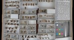 Tenthredinidae 3