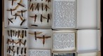 Siricidae 2