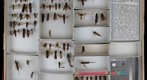 Siricidae 1