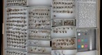 Braconidae 2