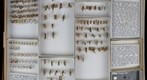 Ichneumonidae 1