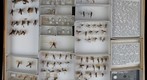 Ichneumonidae 2.1