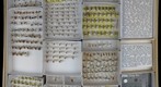 Braconidae 24