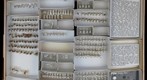 Braconidae 20