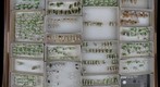 Homoptera Receiving 5