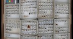 Homoptera Receiving 2