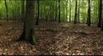 Cortinarius praestans #1