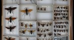 Pompilidae 4
