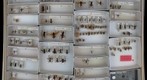 Pompilidae 6