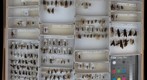Pompilidae 9