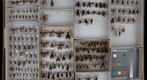 Pompilidae 10