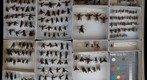 Pompilidae 11