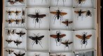 Pompilidae 3