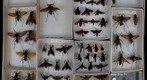 Pompilidae 2