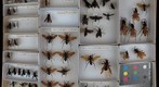 Pompilidae 1