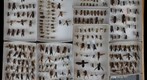 Vespidae Receiving 7