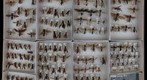 Vespidae Receiving 6