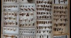 Vespidae Receiving 4