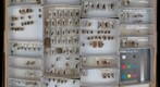 Pompilidae 7