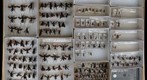 Pompilidae 13