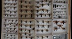 Pompilidae Receiving 1