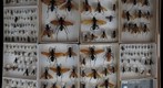 Pompilidae Receiving 5