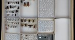 Pompilidae Receiving 8