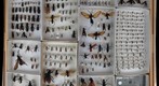 Pompilidae Receiving 6