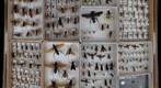 Pompilidae Receiving 7