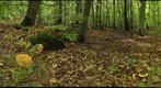 Ramaria and other fungi