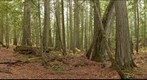 The cedars of Spahats Creek