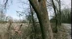 Tree Near Bloomfield Substation