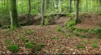 Ramaria creek