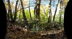 Aspen Grove Right Image